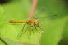 Ruddy Darter at Pound Wood (Richard Howard) (34212 bytes)