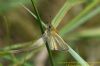 Essex Skipper at West Canvey Marsh (RSPB) (Richard Howard) (52568 bytes)