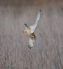 Short-eared Owl at Wallasea Island (RSPB) (Jeff Delve) (54492 bytes) Short-eared Owl at Wallasea Island (RSPB) (Jeff Delve) (54492 bytes)