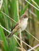 Reed Warbler at Bowers Marsh (RSPB) (Graham Oakes) (64512 bytes)