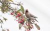 Waxwing at Oakengrange Drive, Southend (Andrew Armstrong) (48040 bytes)