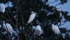 Cattle Egret at Two Tree Island (Steve Arlow) (186415 bytes) Cattle Egret at Two Tree Island (Steve Arlow) (186415 bytes)