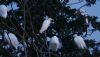 Cattle Egret at Two Tree Island (Steve Arlow) (186415 bytes)