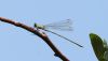 Willow Emerald Damselfly at Doggetts Pits (Steve Arlow) (28171 bytes) Willow Emerald Damselfly at Doggetts Pits (Steve Arlow) (28171 bytes)