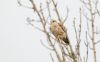 Kestrel at Wallasea Island (RSPB) (Andrew Armstrong) (31615 bytes)