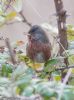 Dartford Warbler at Hadleigh Downs (Jeff Delve) (66294 bytes)