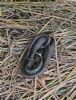 Grass Snake at South Fambridge (Paul Baker) (137327 bytes)