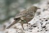 Rock Pipit at Gunners Park (Andrew Armstrong) (55688 bytes)