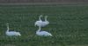Whooper Swan at Wallasea Island (RSPB) (Jeff Delve) (49817 bytes) Whooper Swan at Wallasea Island (RSPB) (Jeff Delve) (49817 bytes)