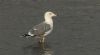 Yellow-legged Gull at Hullbridge (Steve Arlow) (41581 bytes) Yellow-legged Gull at Hullbridge (Steve Arlow) (41581 bytes)