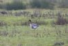 Pink-footed Goose at Bowers Marsh (RSPB) (Matt Bruty) (64297 bytes)