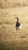 Barnacle Goose at West Canvey Marsh (RSPB) (Neil Chambers) (63623 bytes) Barnacle Goose at West Canvey Marsh (RSPB) (Neil Chambers) (63623 bytes)