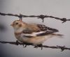 Snow Bunting at Shoebury East Beach (Don Petrie) (37377 bytes)