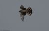 Hen Harrier at Wallasea Island (RSPB) (Jeff Delve) (27057 bytes) Hen Harrier at Wallasea Island (RSPB) (Jeff Delve) (27057 bytes)