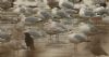 Iceland Gull at Bowers Marsh (RSPB) (Steve Arlow) (95814 bytes) Iceland Gull at Bowers Marsh (RSPB) (Steve Arlow) (95814 bytes)