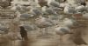 Iceland Gull at Bowers Marsh (RSPB) (Steve Arlow) (95814 bytes)