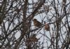 Hawfinch at Pound Wood (Jeff Delve) (90497 bytes)