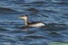 Red-necked Grebe at South Fambridge (Richard Howard) (77402 bytes)