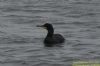 Shag at South Fambridge (Richard Howard) (60449 bytes)