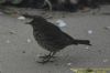 Rock Pipit at Gunners Park (Richard Howard) (57514 bytes)