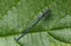 Azure Damselfly at Wat Tyler Country Park (Richard Howard) (82585 bytes)