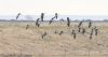 White-fronted Goose at Wallasea Island (RSPB) (Jeff Delve) (48407 bytes) White-fronted Goose at Wallasea Island (RSPB) (Jeff Delve) (48407 bytes)