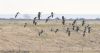 White-fronted Goose at Wallasea Island (RSPB) (Jeff Delve) (48407 bytes)