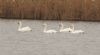 Whooper Swan at Paglesham (Steve Arlow) (53857 bytes)