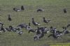 Black Brant at Wallasea Island (RSPB) (Richard Howard) (84275 bytes)