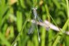 Scarce Emerald Damselfly at Benfleet Downs (Mike Bailey) (51622 bytes) Scarce Emerald Damselfly at Benfleet Downs (Mike Bailey) (51622 bytes)