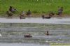 Red-crested Pochard at Bowers Marsh (RSPB) (Richard Howard) (141853 bytes)