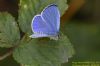 Holly Blue at Vange Marsh (RSPB) (Richard Howard) (52942 bytes)