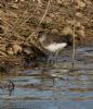 Green Sandpiper at Lower Raypits (Jeff Delve) (131222 bytes) Green Sandpiper at Lower Raypits (Jeff Delve) (131222 bytes)