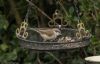 Lesser Whitethroat at Rayleigh (Jeff Delve) (62611 bytes) Lesser Whitethroat at Rayleigh (Jeff Delve) (62611 bytes)