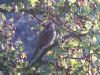 Wryneck at South Fambridge (Don Petrie) (116278 bytes)