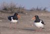 Oystercatcher at Two Tree Island (West) (Vince Kinsler) (56247 bytes)