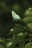 Green Hairstreak at Canvey Wick (Matt Bruty) (27221 bytes)