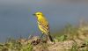 Yellow Wagtail at Wallasea Island (RSPB) (Steve Arlow) (41025 bytes)