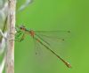 Emerald Damselfly at Bowers Marsh (RSPB) (Graham Oakes) (40202 bytes)