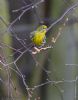 Serin at Canewdon (Jeff Delve) (48572 bytes)