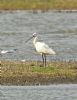 Spoonbill at Bowers Marsh (RSPB) (Graham Oakes) (86933 bytes)