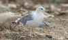Caspian Gull at Private site with no public access (Steve Arlow) (57411 bytes)