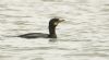 Shag at Hullbridge (Steve Arlow) (39488 bytes) Shag at Hullbridge (Steve Arlow) (39488 bytes)