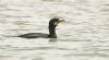 Shag at Hullbridge (Steve Arlow) (39488 bytes)