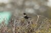 Ring Ouzel at Gunners Park (Jeff Delve) (64078 bytes)