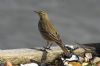 Rock Pipit at Gunners Park (Richard Howard) (70951 bytes)