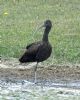 Glossy Ibis at Bowers Marsh (RSPB) (Graham Oakes) (124242 bytes)