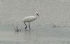 Spoonbill at Vange Marsh (RSPB) (Steve Arlow) (116721 bytes) Spoonbill at Vange Marsh (RSPB) (Steve Arlow) (116721 bytes)