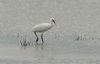 Spoonbill at Vange Marsh (RSPB) (Steve Arlow) (116721 bytes)