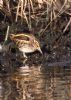 Jack Snipe at Southchurch Park East (Jeff Delve) (99563 bytes)